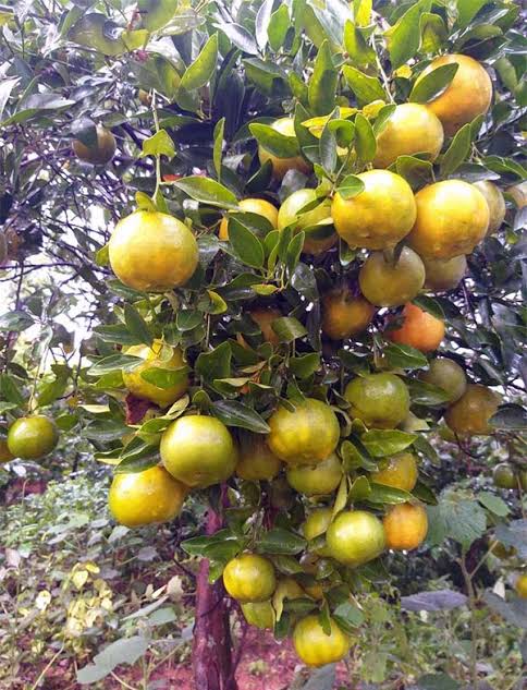 Coorg Orange Plants — Orange sapling available at Agro Nursery Garden